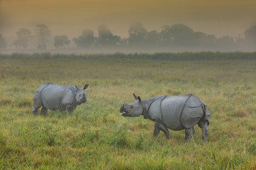 Rhinozeros in indischem Nationalpark