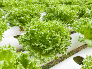 Fototapeta na wymiar Salad vegetable green lettuce in farm close up