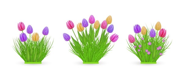 Spring floral tulip bundles of different widths set with fresh colorful flowers on green grass isolated on white background - beautiful seasonal blossoms on greenery in vector illustration.