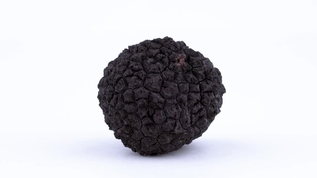 Closeup of a one whole black truffle. Rotating on the on the turntable. Isolated on the white background.