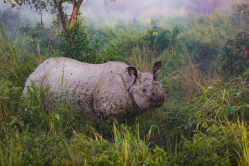 Rhinozeros im Nationalpark Kaziranga in Indien