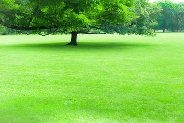 Obraz premium Beautiful greenery of lush summer tree and green grass