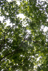 forest and tree canopy background