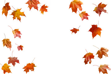 border frame of colorful autumn leaves isolated on white