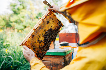 Beekeeper looking in a hive frame full of organic honey