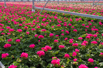 flowers in a greenhouse