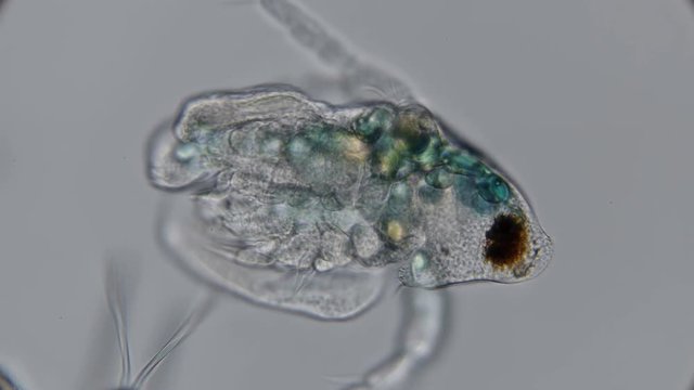 nauplios daphnia, just born, under a microscope