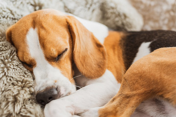 Dog sleeping on a sofa beagle dog in house indoors