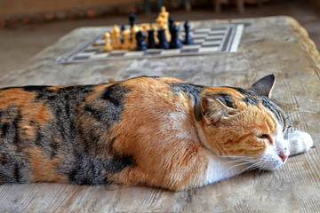red spotted cat sleeps on a wooden table. the cat rest after playing chess.