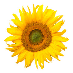 Sunflower Isolated on White Background