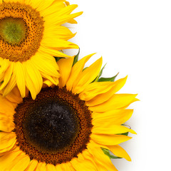 Sunflowers Border Isolated on White Background