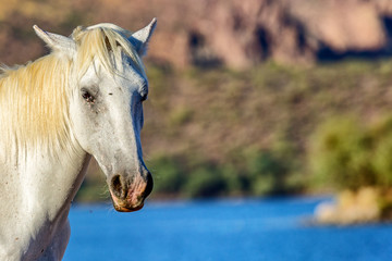 Closeup White Wild Horse With Lake Background