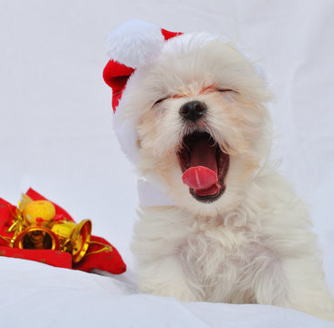 christmas white maltese dog puppy