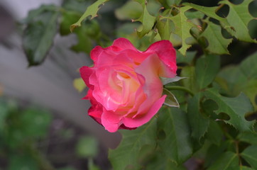 rose