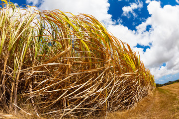 Sugarcane field in Barbados