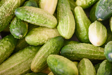 Cucumber background many cucumbers. cucumbers from the field.