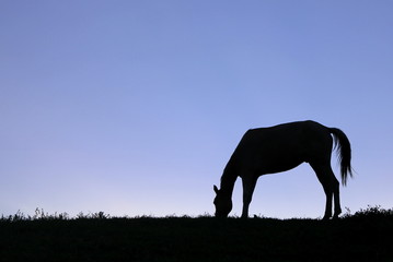 Silhouette of a horse feeding on a pasture on top of a mountain with a beautiful blue background