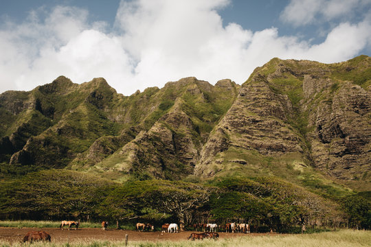 Mountain in Oahu