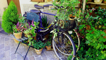 Fototapeta na wymiar Old bicycle flower-bed. Greenery in bicycles. Old bicycle wheels. Greenery in baskets of the bike.