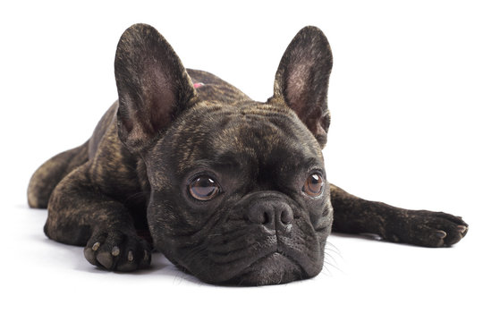 french bulldog isolated on white background