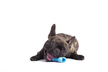 french bulldog isolated on white background