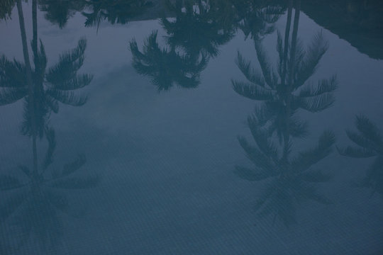 Reflection of palm trees in pool
