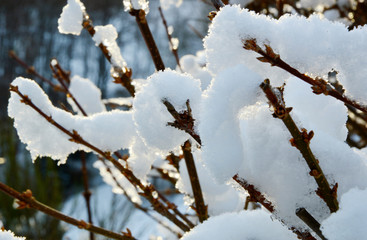 It's Wintertime
Snow on a tree in the morning  with shadow. 