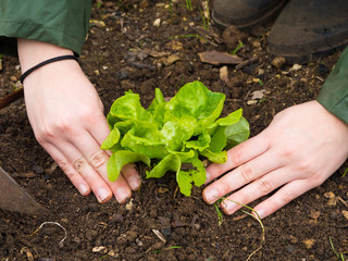 woman Hands picking organic fresh agricultural lettuce