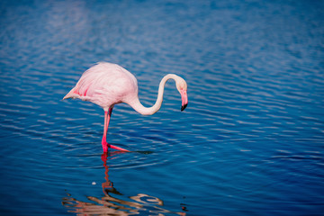 Fototapeta na wymiar Pink flamingos in sunset blue water lake. National park. Concept migration