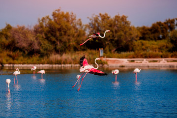Pink flamingos fly in sunset, blue water lake. National park. Concept migration
