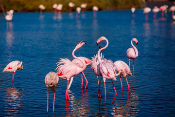 Pink flamingos in sunset blue water lake. National park. Concept migration