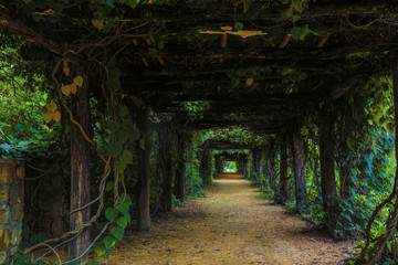 Tree tunnel growth in garden