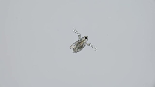 nauplios daphnia, just born, under a microscope