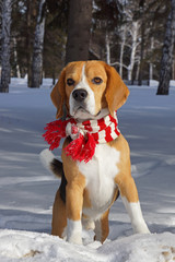 beagle dog