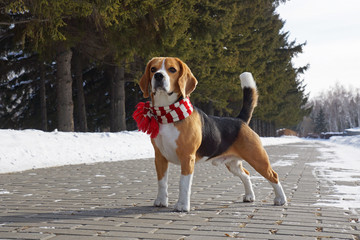 beagle dog