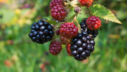 ripen on a bush in a blackberry orchard