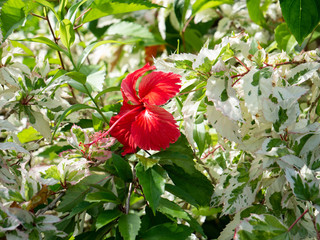 Roter Hibiskus  © Bartek