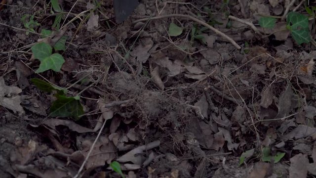 Closeup of black truffle harvesting in forest. Digging out of the truffle from the ground.