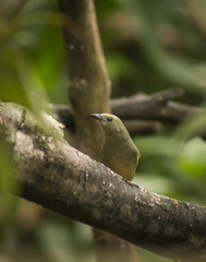 wild birds flying free in the rainforest in Mindo, Ecuador