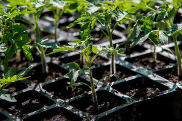 seedling of tomato in seedling tray