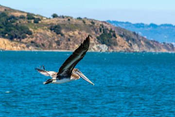 Naklejka premium Pelican soaring over the bay