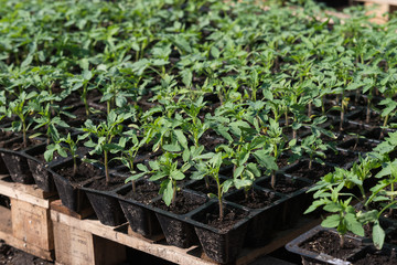 seedling of tomato in seedling tray