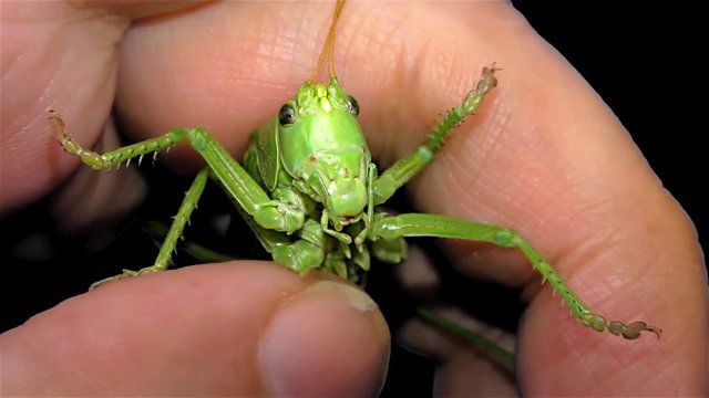 Green Locust Isolated on Black Background - Green Grasshopper &ndash; Migratory Locust &ndash; Short Horned Grasshopper