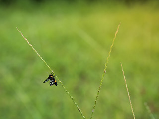 insect climb on green grass with blur background