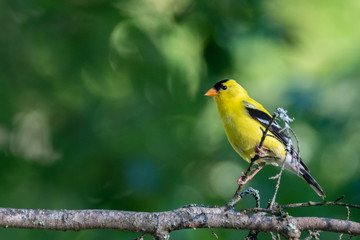 Fototapeta premium Have You Got My Good Side?