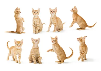 Fototapeten Süßes orangefarbenes Tabby-Kätzchen in verschiedenen Positionen © adogslifephoto