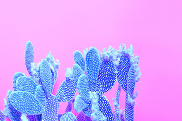 Fashion Neon tropical Cactus in Blue Color. Minimal Trendy stillife on Pink Design background. Pop Art