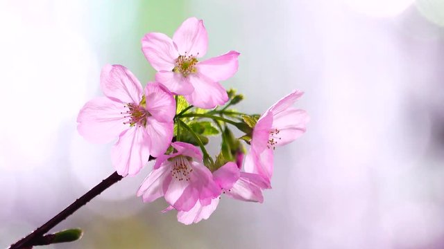 4K Beautiful pink sakura flower blooming on tree  bokeh background.