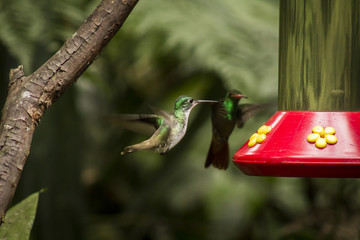 wild birds flying free in the rainforest in Mindo, Ecuador