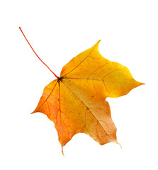 colorful autumn maple leaf isolated on white